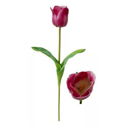 Haste De Tulipa 